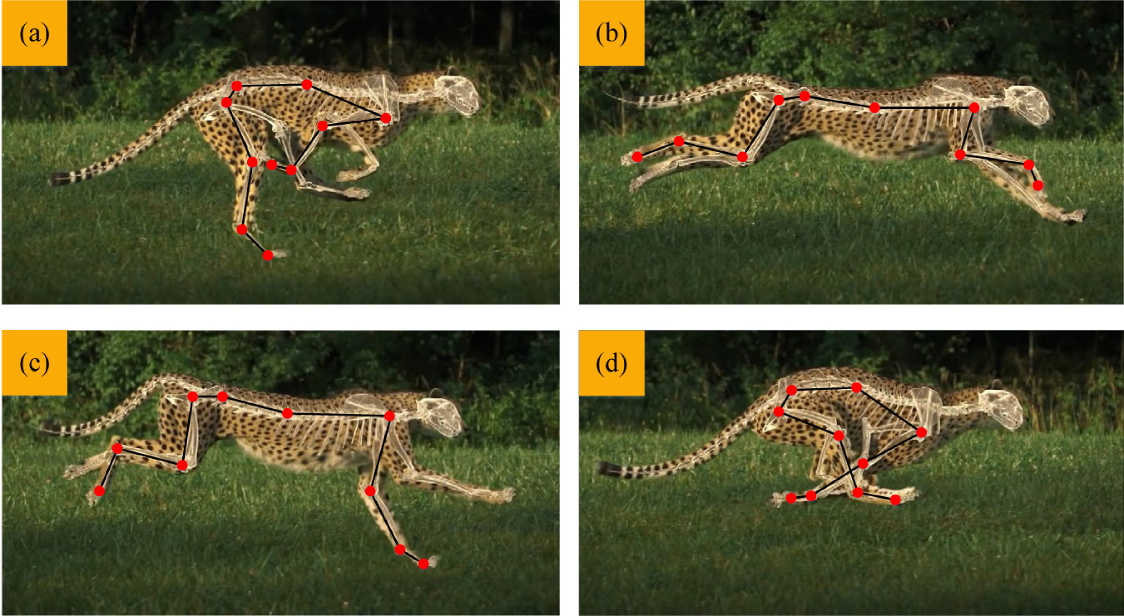 Quadruped gait biomimicry: diagonal synchronization versus front-and-back leaping at higher speeds